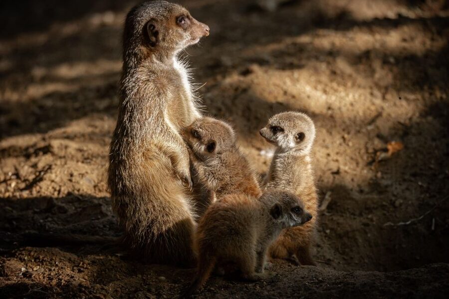 Antwerp: ZOO Entry Ticket - Ticket value for $39: what you pay for and how to make it feel worth it