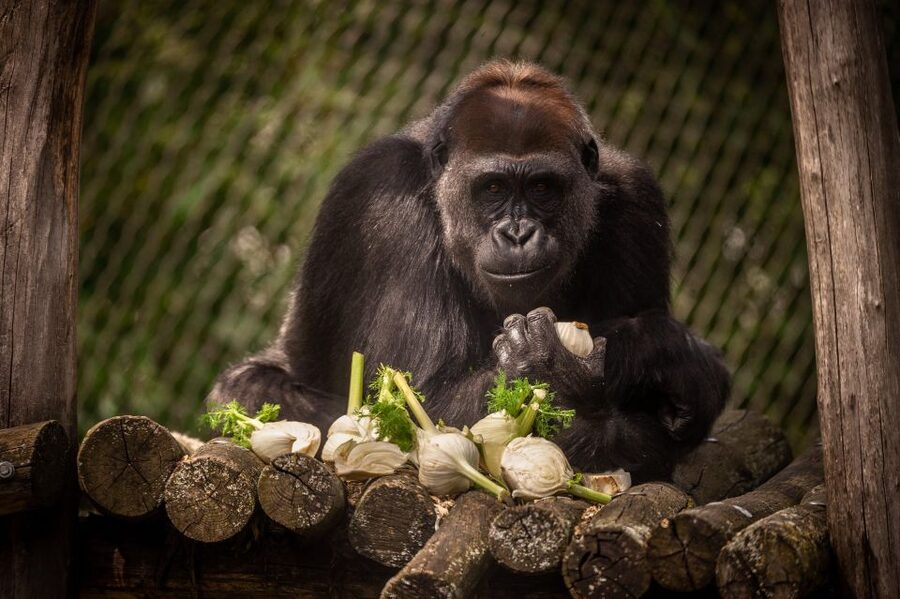 Antwerp: ZOO Entry Ticket - Valley of the Great Apes and Hippotopia: where big personalities steal the show