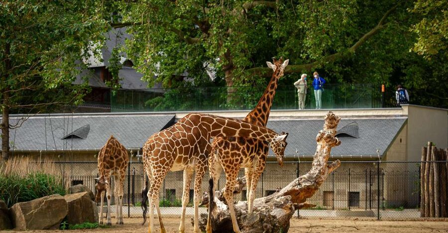 Antwerp: ZOO Entry Ticket - Egyptian Temple, Savannah Aviary, and the Buffalo Savannah: birds and big animals in the same day