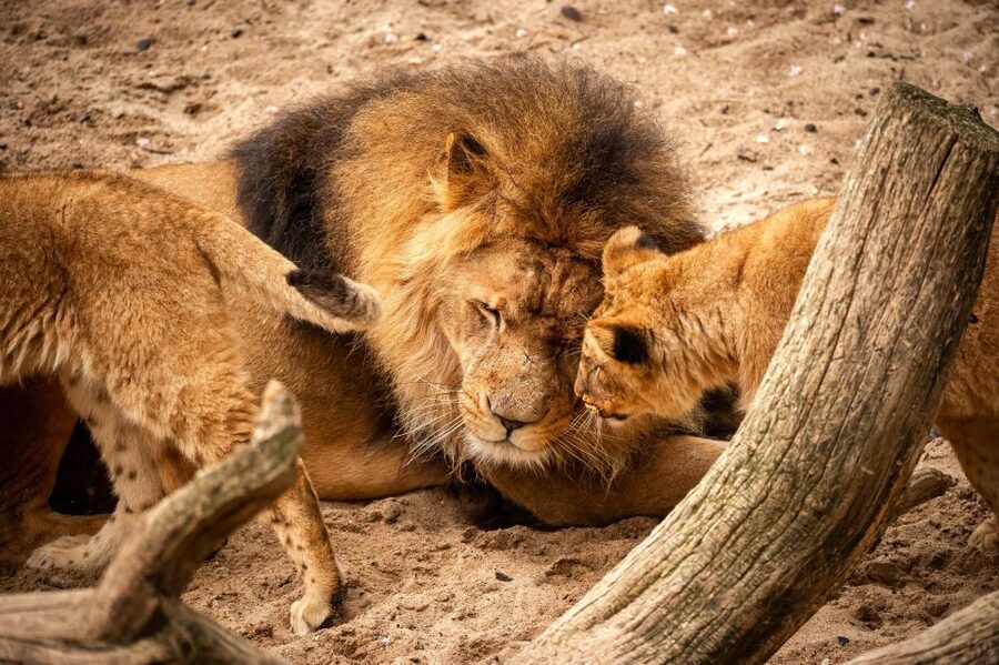 Antwerp: ZOO Entry Ticket - Rules that keep it safe, plus lockers and what to bring