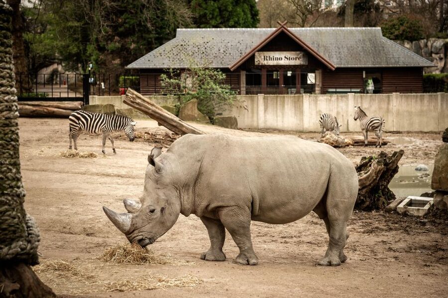 Antwerp: ZOO Entry Ticket - Getting there and parking: easy transit helps you enjoy more animals