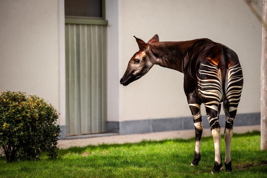 Antwerp: ZOO Entry Ticket - How your day actually flows: from keeper talks to themed animal areas