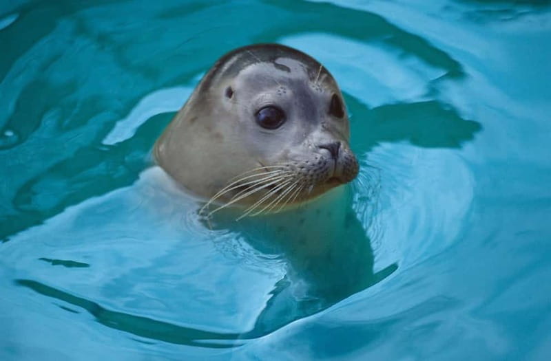 Blankenberge: SEA LIFE Entry Ticket - Key things I’d build my day around