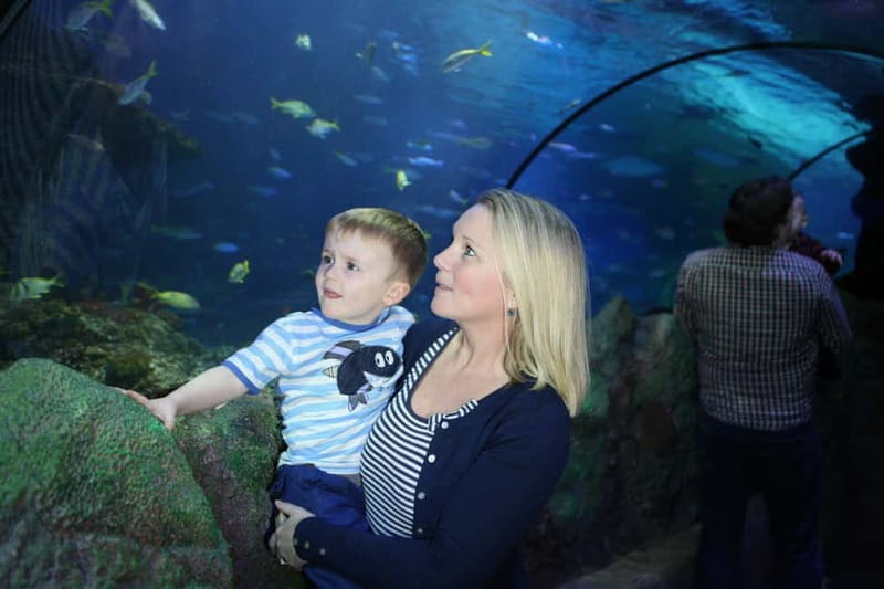 Blankenberge: SEA LIFE Entry Ticket - The shark tunnel and the big indoor circuit of 50+ aquariums