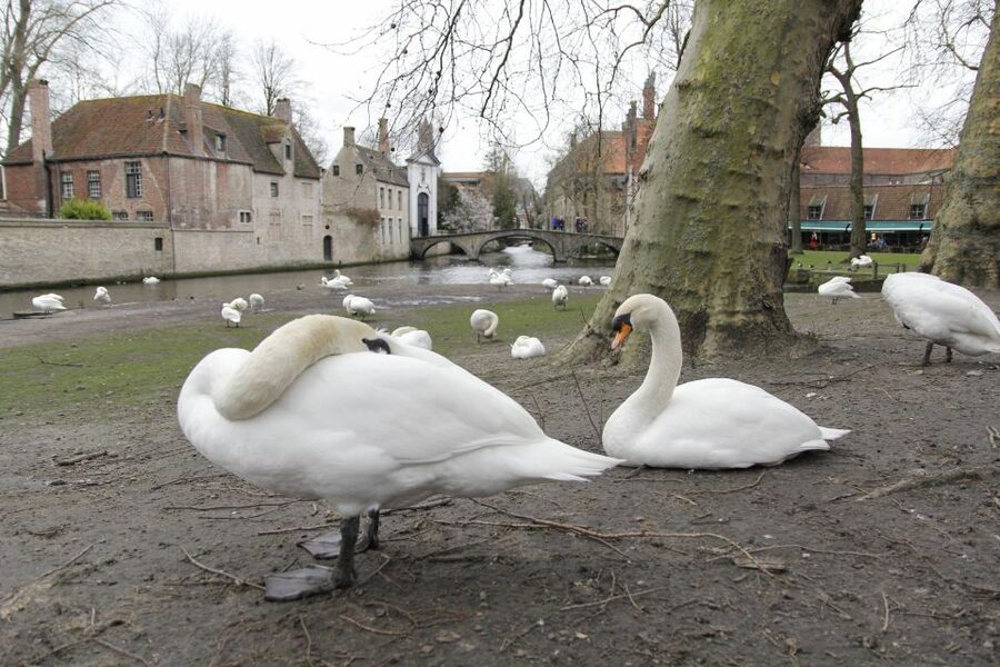 Bruges: Private Interactive Trivia City Tour - Starting at Grote Markt, then turning the city into a quiz walk