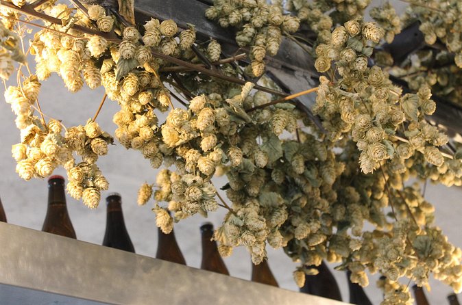Discovery of the La Senne Brewery - Who should book this beer tour, and who should skip it