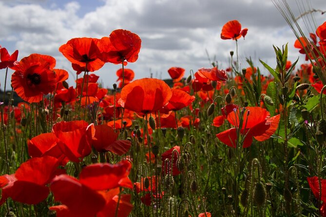 Flanders Fields Remembrance Tour from Brussels - Passchendaele and Tyne Cot: from mud memory to named graves