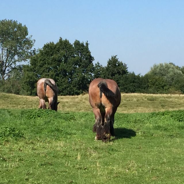 From Bruges: Family-Friendly Countryside Guided Bike Tour - Key Things You Should Know Before You Go