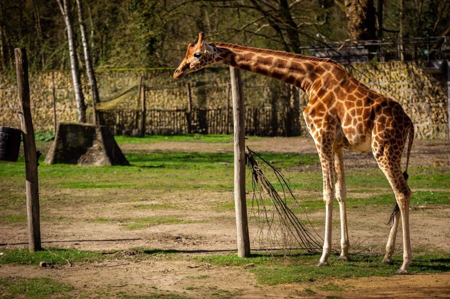 Mechelen: Planckendael ZOO Entry Ticket - Key highlights you should know before you go