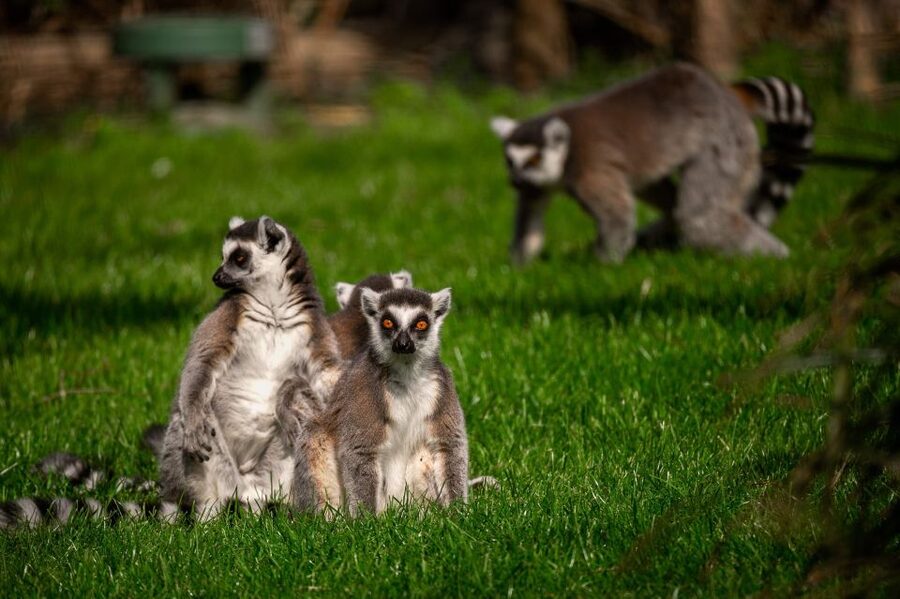 Mechelen: Planckendael ZOO Entry Ticket - Price and logistics: is $41 good value for a full-day visit?