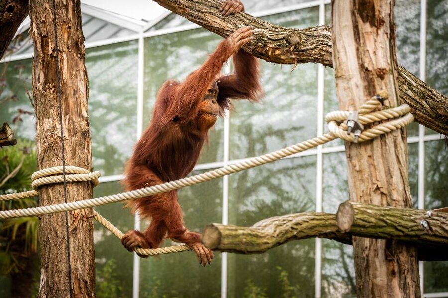 Mechelen: Planckendael ZOO Entry Ticket - Family-friendly details that make the day easier