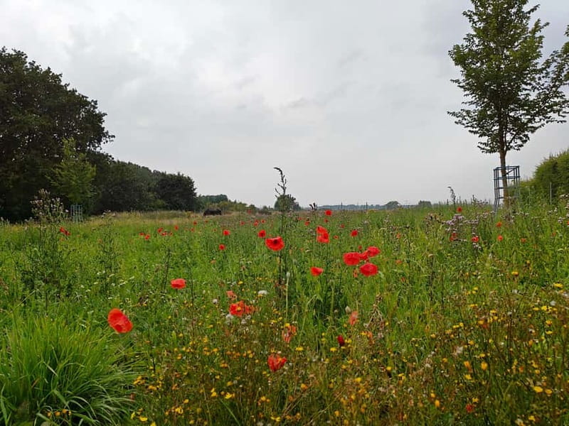 Messines: Battle of Messines Guided Tour with Transport - Key things I’d watch for on this Battle of Messines day